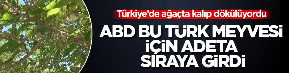 Türkiye’de ağaçta kalıp dökülüyordu: ABD bu Türk meyvesi için adeta sıraya girdi