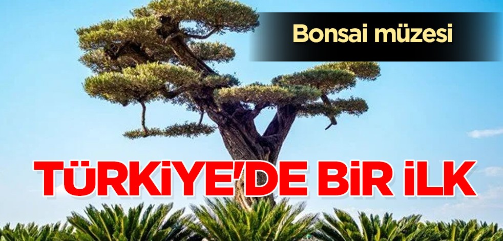 Türkiye'de bir ilk bonsai müzesi inşa edildi! Öyle bir yer ki; gündem olan müze 1800 metrekare! Çarpıcı detay belli oldu