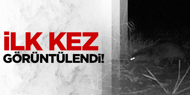 Türkiye'de bir ilk: Su samuru böyle görüntülendi