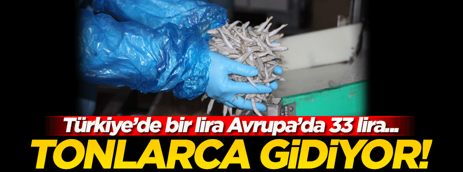 Türkiye'de bir lira Avrupa'da 33 lira! Tonlarca gidiyor...