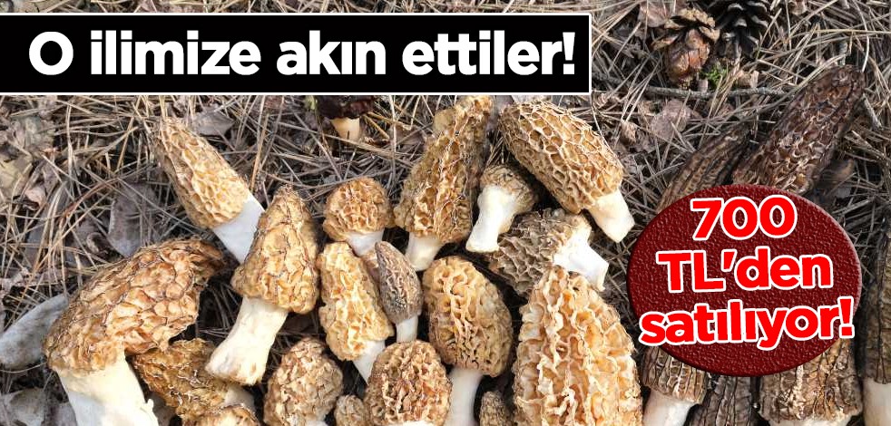 Türkiye'de herkes o ilimize akın etti: Kilosu tam 700 TL'den satılıyor! Vatandaşlar toplayıp satıyorlar, çok değerli
