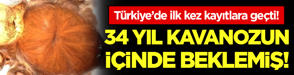 Türkiye'de ilk kez kayıtlara geçti! 34 yıldır bir kavanozun içindeymiş!