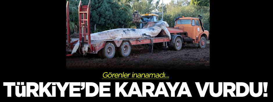 Türkiye'de karaya vurdu!
