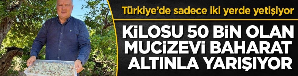 Türkiye’de sadece iki yerde yetişiyor! Kilosu 50 bin lira olan mucizevi baharat altınla yarışıyor