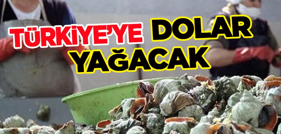 Türkiye'de tüketimi yok ama dünyaya satılıyor: 11 ayda 15.5 milyon dolar! Türkiye'ye dolar yağacak!