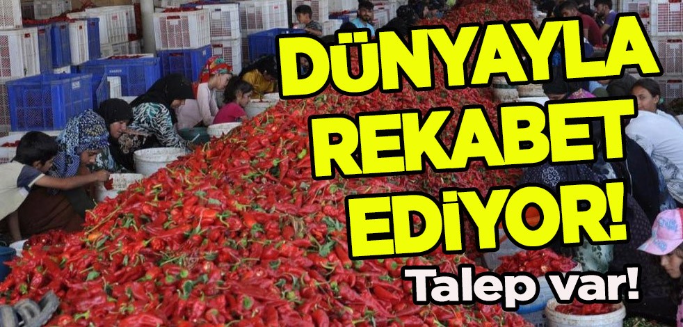 Türkiye'de üretilen 104 ülkeye 10,5 milyon dolarlık pul biberi ihracatı: Talep var, dünyayla rekabet ediyor!