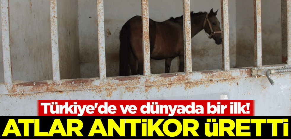 Türkiye'de ve dünyada bir ilk! Atlar antikor üretti