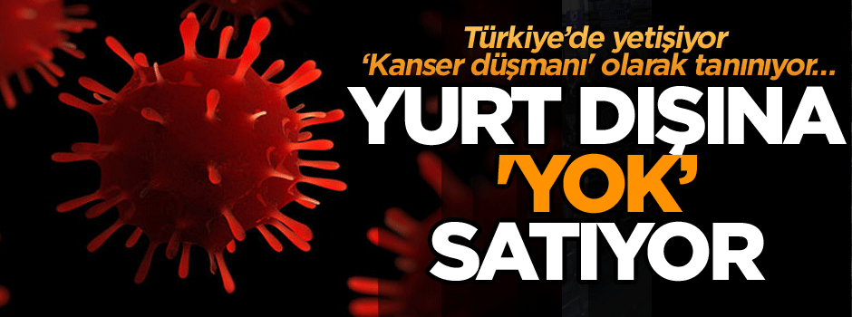 Türkiye’de yetişiyor 'kanser düşmanı' olarak tanınıyor... Yurt dışına 'Yok satıyor'