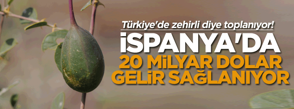 Türkiye'de zehirli diye yasak, İspanya'da 20 milyar dolar gelir elde ediliyor