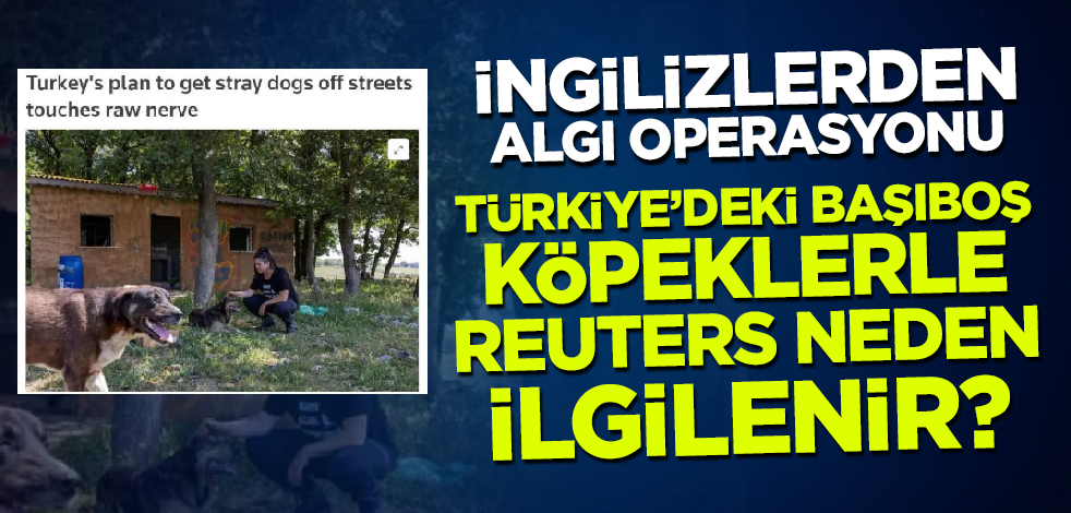 Türkiye'deki başıboş köpeklerle Reuters neden ilgilenir? İngilizlerden algı operasyonu