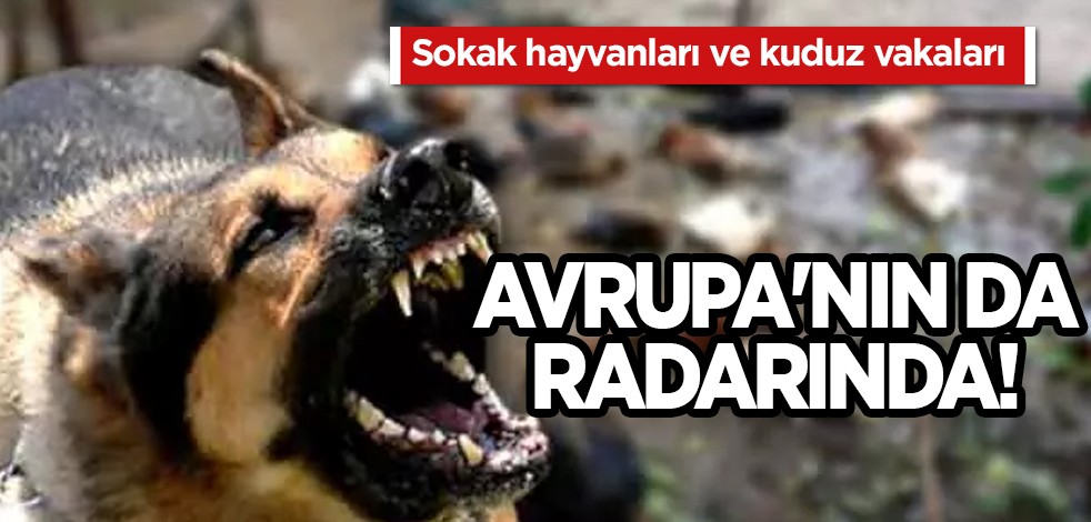 Türkiye'deki sahipsiz sokak hayvanları ve kuduz vakaları Almanya, İngiltere ve Fransa'nın da radarına girdi
