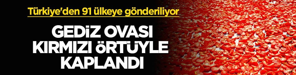 Türkiye'den 91 ülkeye gönderiliyor! Gediz Ovası kırmızı örtüyle kaplandı