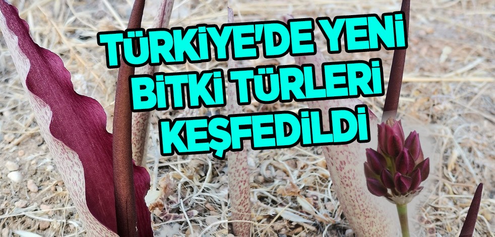 Türkiye'den dünyada ses getirecek tarihi keşif: Şanlıurfa'da yeni bitki türleri keşfedildi! Bir ilk
