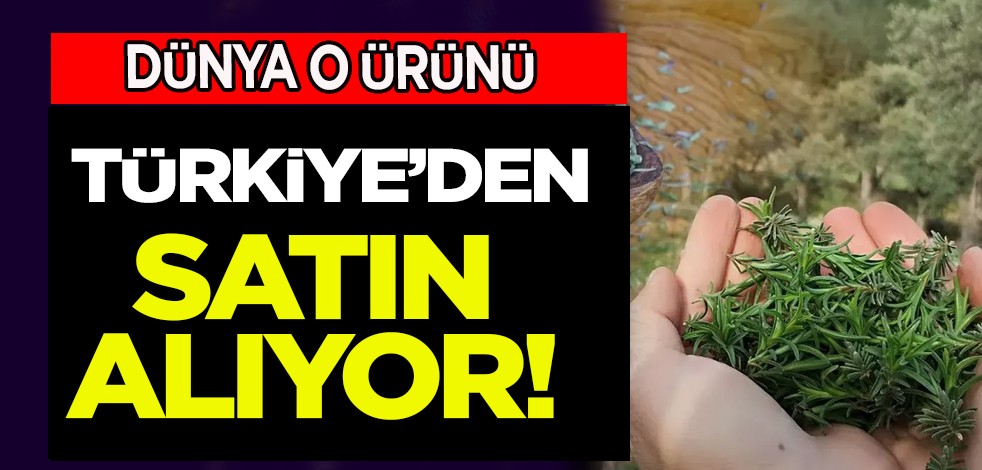 Türkiye’den dünyanın kekik ihtiyacı karşılanıyor: Son verileri ortaya çıktı! Dünya bu ürünü konuşuyor...