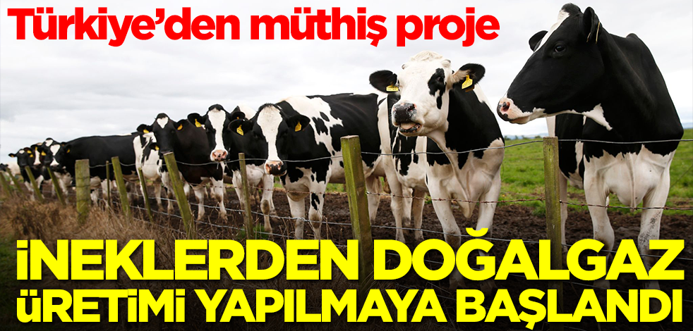 Türkiye'den müthiş proje! İneklerden doğalgaz üretim yapılmaya başlandı
