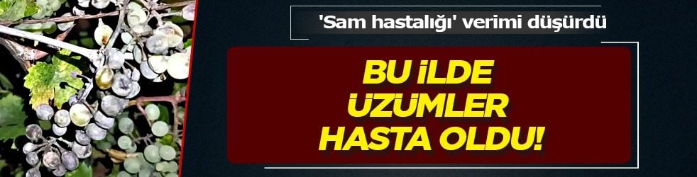 Türkiye'nin bu ilinden üzücü haber: Hastalık yüksek verimi düşürdü, zarar ziyan oldu! Üreticiler mağdur...