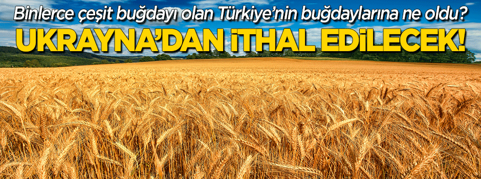 Türkiye'nin buğdayına ne oldu? Ukrayna'dan buğday ithal edilecek!