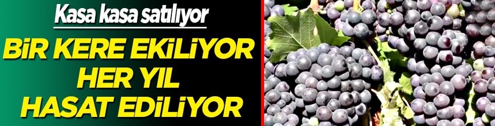 Türkiye'nin dört bir yanından kasa kasa satın alınan üzüm pekmezi kazan kazan kaynatılıyor, bakın neye iyi geliyor