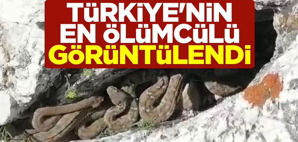 Türkiye'nin en ölümcülü! Koca engerek yılanı, sürü halinde görüntülendi