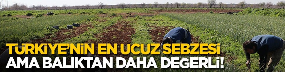 Türkiye'nin en ucuz sebzesi ama balıktan daha değerli!