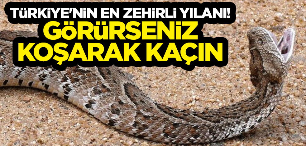 Türkiye'nin en zehirli yılanı! Görürseniz koşarak kaçın