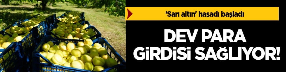 Türkiye'nin o sınır bölgesinde 'Sarı altın' hasadı başladı: Kilosu 85 liradan satılıyor.. Dev para girişi...