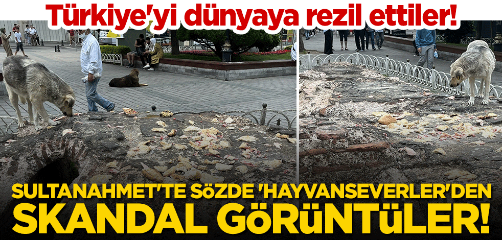 Türkiye'yi dünyaya rezil ettiler! Sultanahmet'te sözde 'hayvanseverler'den skandal görüntüler!