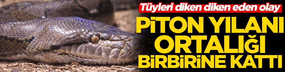 Tüyleri diken diken eden olay! Piton yılanı ortalığı birbirine kattı