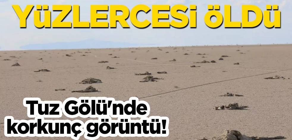 Tuz Gölü'nde korkunç görüntü! Yüzlercesi öldü