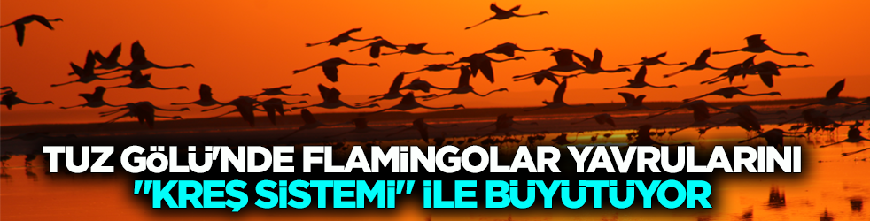Tuz Gölü'nün flamingoları yavrularını ‘kreş sistemi’ ile büyütüyor