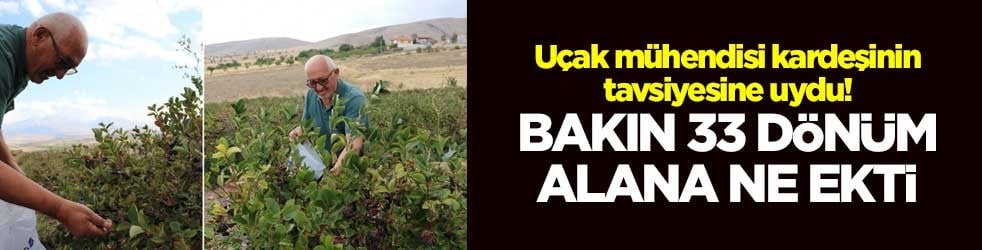 Uçak mühendisi kardeşinin tavsiyesine uydu! Bakın 33 dönüm alana ne ekti