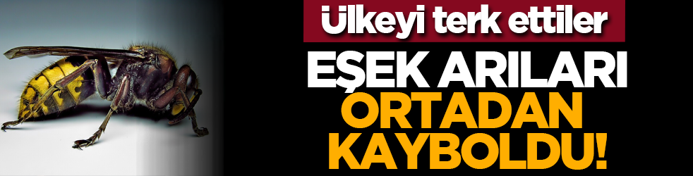 Ülkeyi terk ettiler: Eşek arıları ortadan kayboldu!