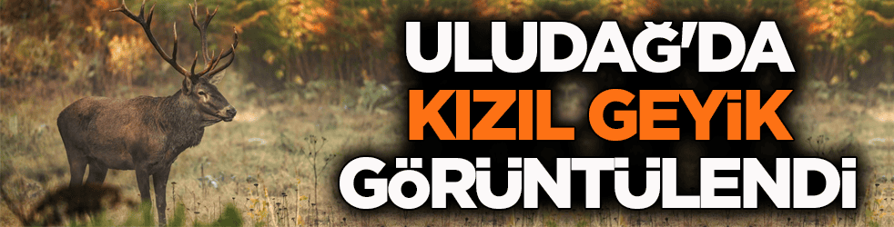 Uludağ'da kızıl geyik böyle görüntülendi