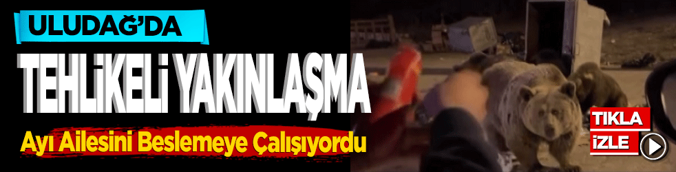Uludağ’da Tehlikeli Yakınlaşma: Ayı Ailesini Beslemeye Çalışan Vatandaşın Aracına Saldırı!