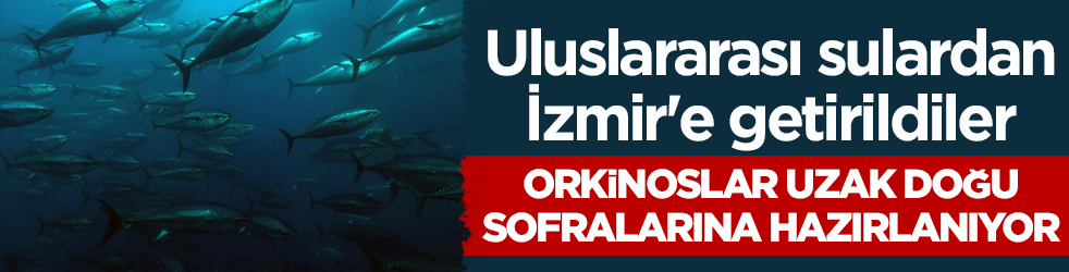 Uluslararası sulardan İzmir'e getirildiler! Orkinoslar Uzak Doğu sofralarına hazırlanıyor