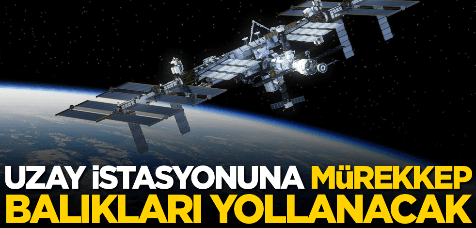 Uluslararası Uzay İstasyonuna mürekkep balıkları yollanacak