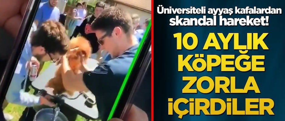 Üniversiteli ayyaş kafalardan skandal hareket! 10 aylık köpeğe zorla içirdiler