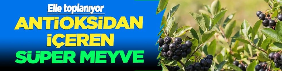 Üreticinin tavsiyesi: 'Mor altın' tek tek elle toplanıyor, talep yağıyor! Suyunu içen şifa buldu... Fiyatı kaç lira? 