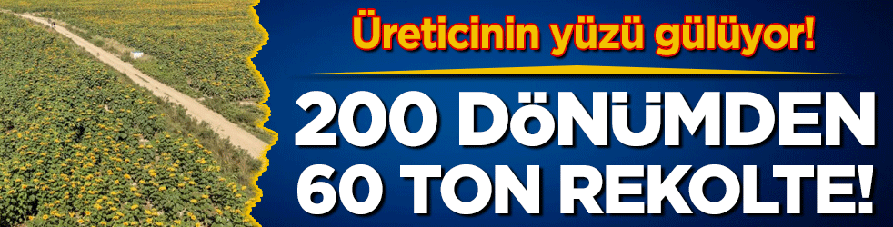 Üreticinin yüzü gülüyor: 200 dönümden 60 ton rekolte bekleniyor!