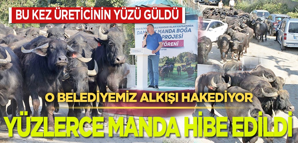 Üreticiye yüzlerce manda hibe edildi