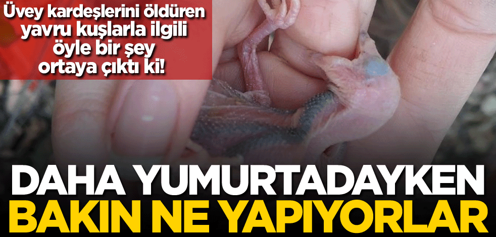 Üvey kardeşlerini öldüren yavru kuşlarla ilgili öyle bir şey ortaya çıktı ki! Daha yumurtadayken bakın ne yapıyorlar