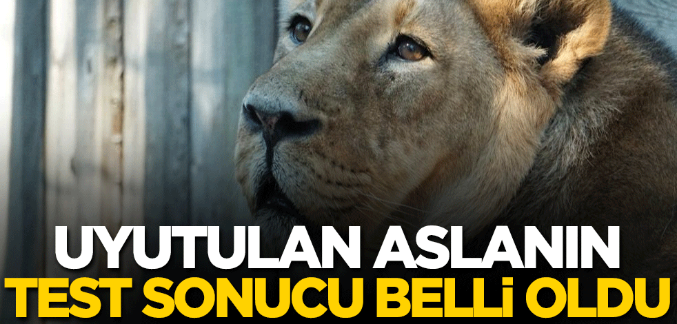 Uyutulan aslanın test sonucu belli oldu