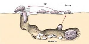 Uyuz nasıl bulaşır? Uyuz belirtileri nelerdir?
