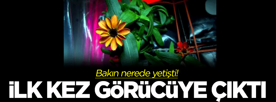 Uzayda yetişen ilk çiçek