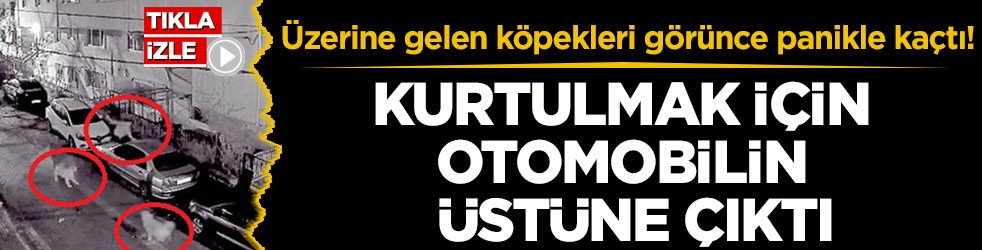 Üzerine gelen köpekleri görünce panikle kaçtı! Kurtulmak için otomobilin üstüne çıktı