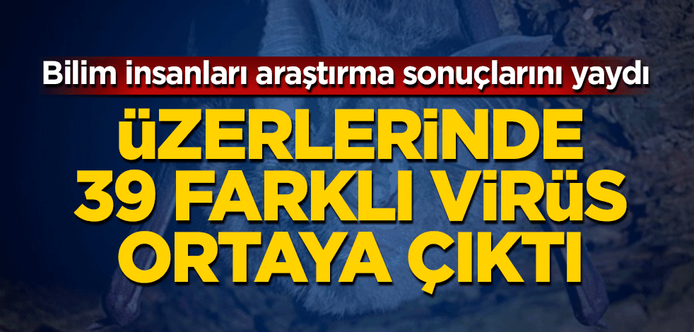 Üzerlerinde 39 farklı virüs ortaya çıktı! Bilim insanları araştırma sonuçlarını yaydı