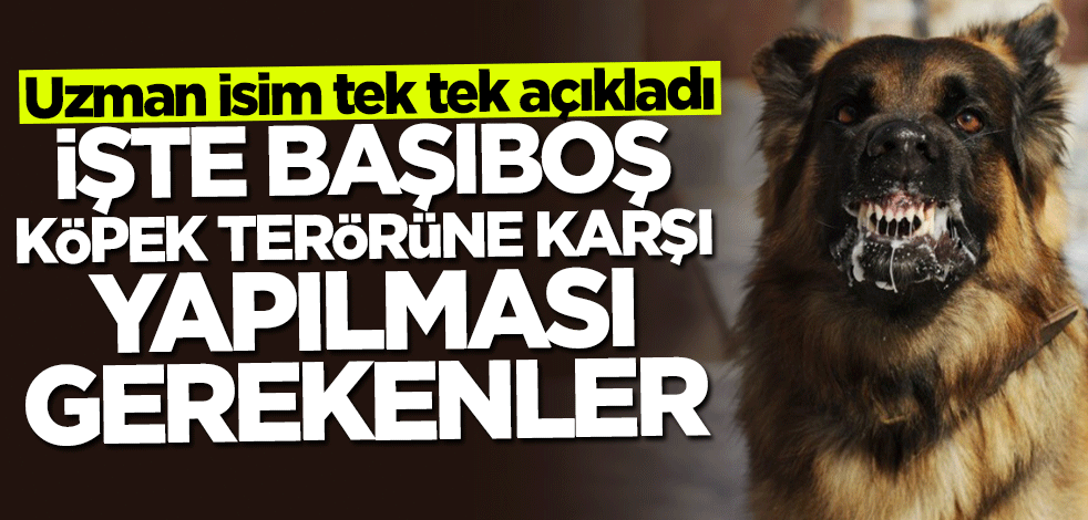 Uzman isim açıkladı! İşte başıboş köpek terörüne karşı yapılması gerekenler