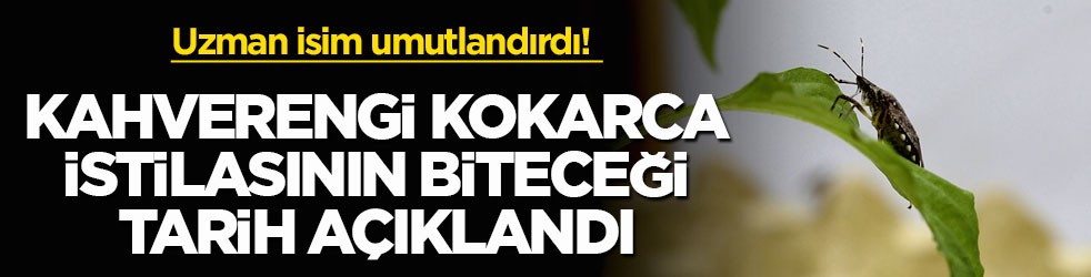 Uzman isim umutlandırdı! Kahverengi kokarca istilasının biteceği tarih açıklandı