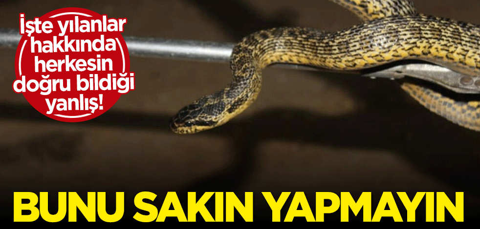 Uzman isim uyardı: Sayıları artış gösteren yılanların öldürülmesi hastalıkları artırabilir
