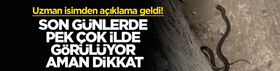 Uzman isimden açıklama geldi! Son günlerde pek çok ilde görülüyor aman dikkat